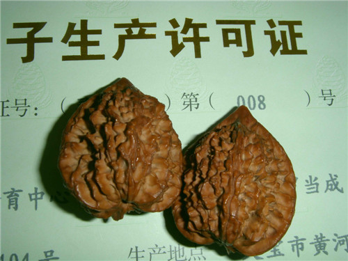 麻核桃苗木接穗