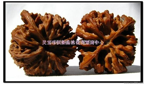 麻核桃苗木接穗