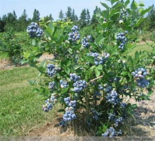 藍莓果子苗木
