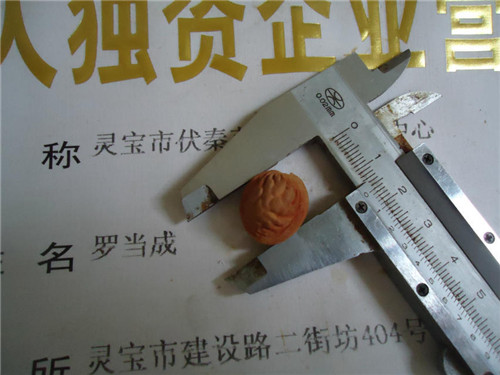 桃胡  毛桃胡果實