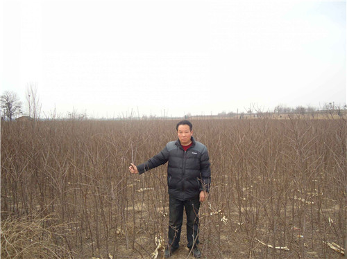 文冠果苗果實
