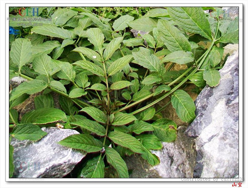 接骨草樹枝