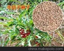 牛奶子苗木種子