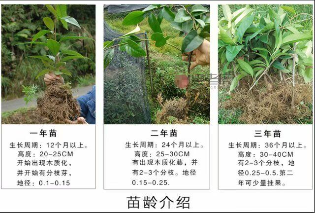 布福娜長壽果苗木