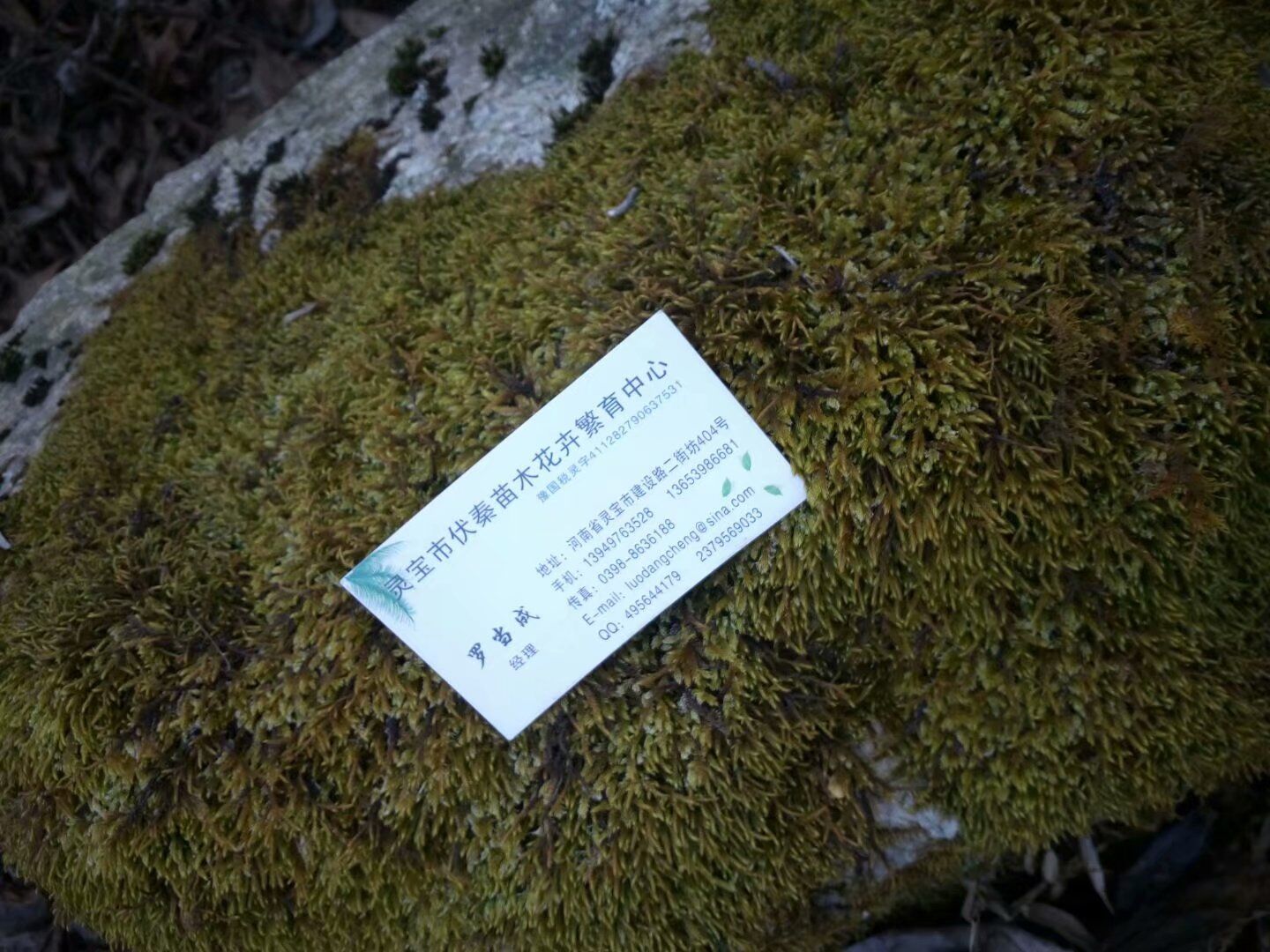 青苔草 鮮苔蘚