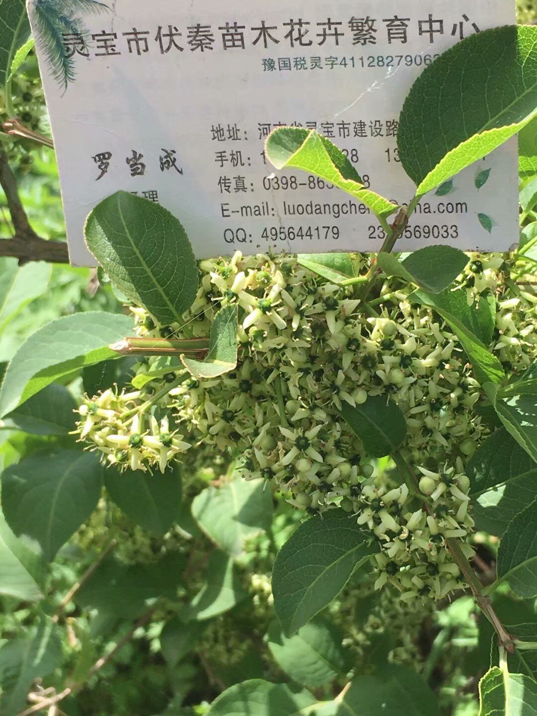 栓翅衛矛苗木