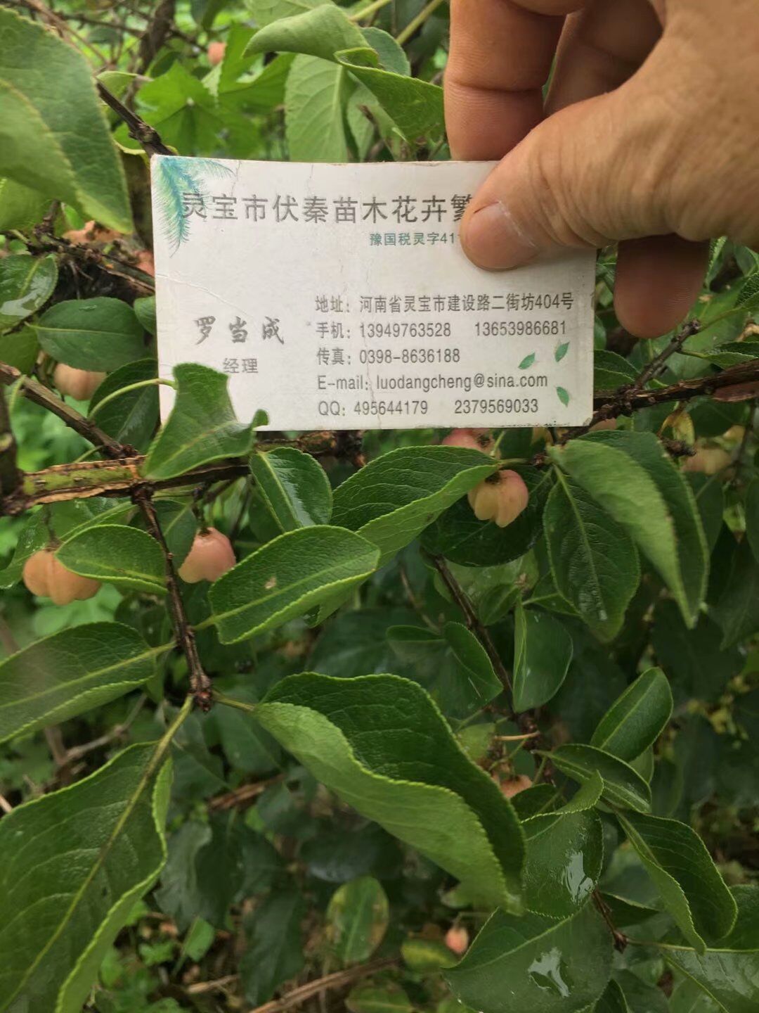 栓翅衛矛苗木