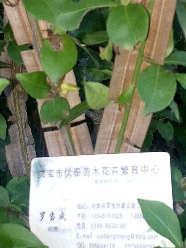 栓翅衛矛苗木