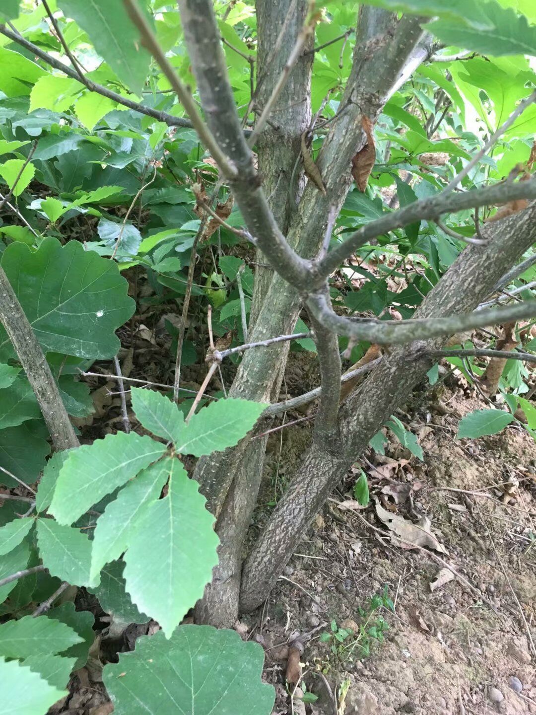 蒙古櫟叢生苗