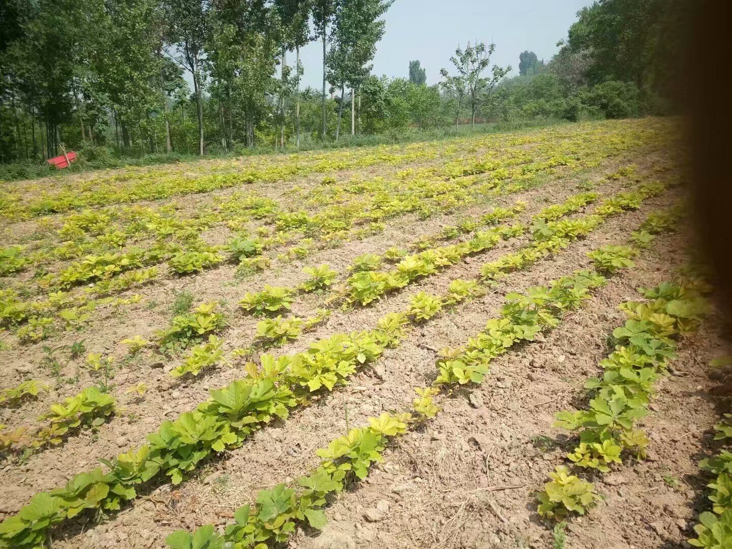 槲樹(shù)苗木