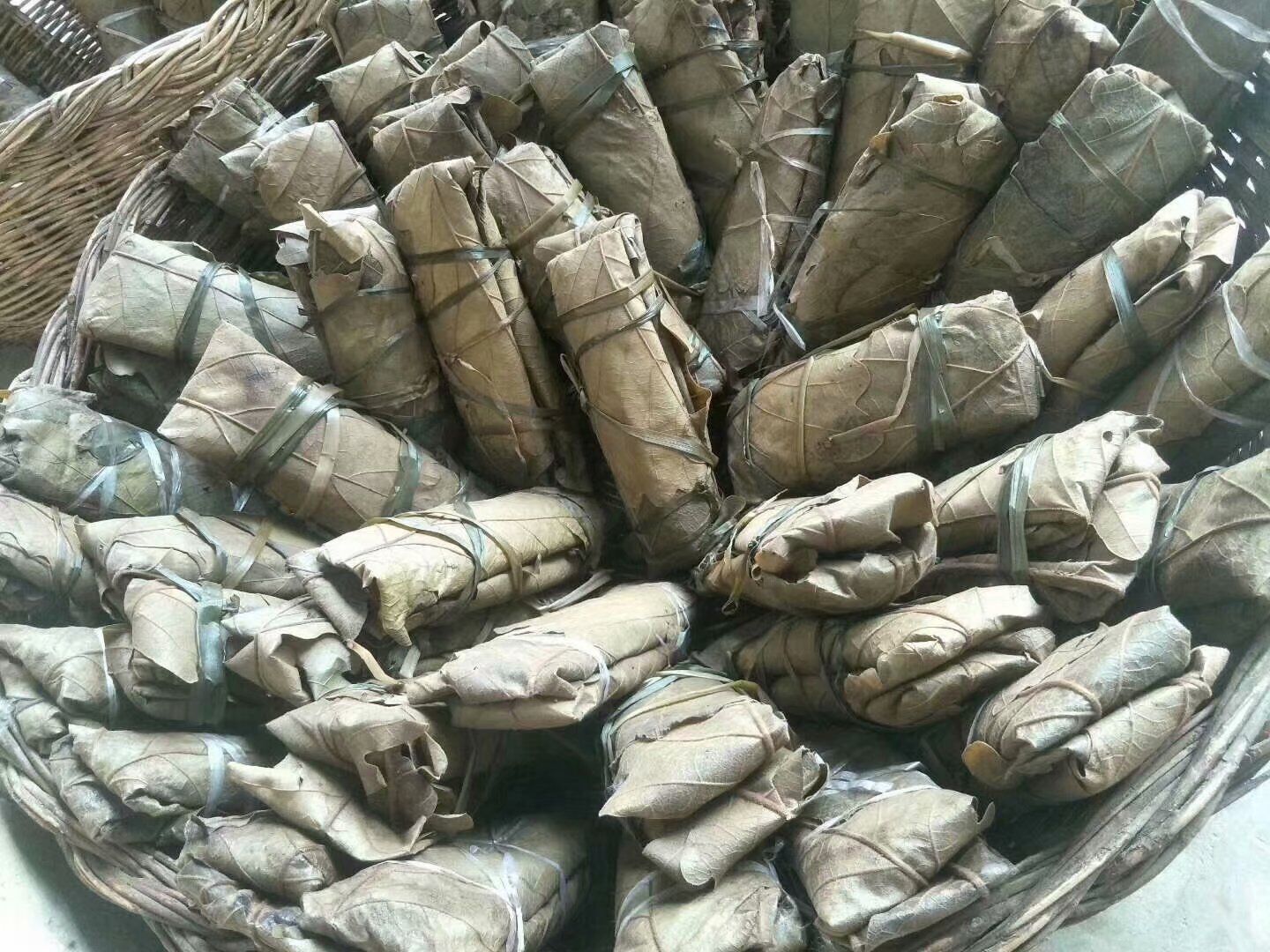 紅橡樹(shù)苗木