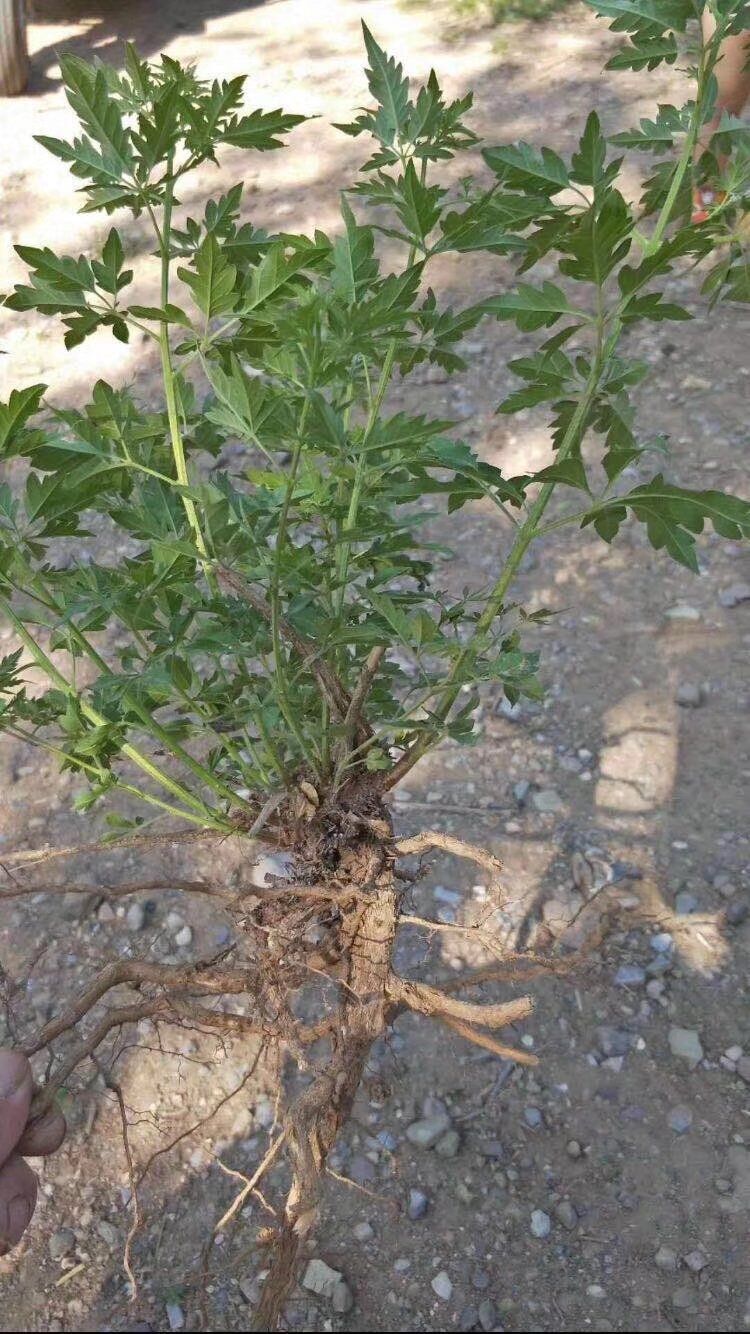 荊條苗木種子