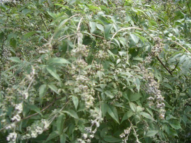 荊條苗木種子
