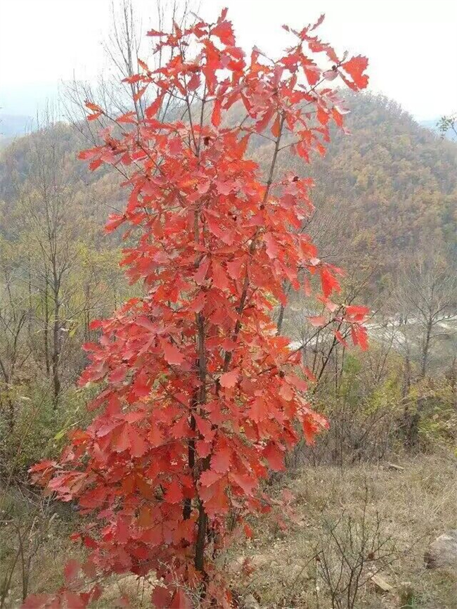 槲櫟樹(shù)種子苗木