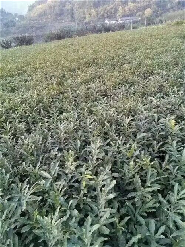 麻櫟樹
