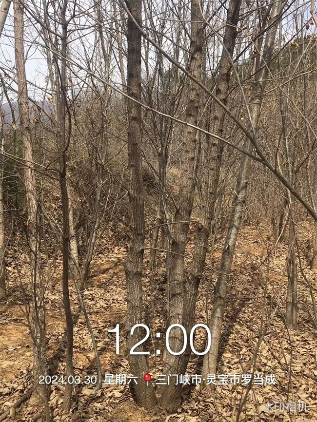 麻櫟樹
