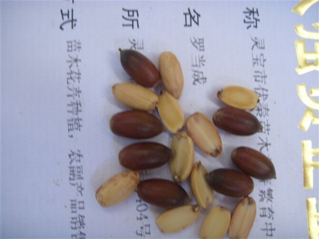 蒙古櫟種子苗木