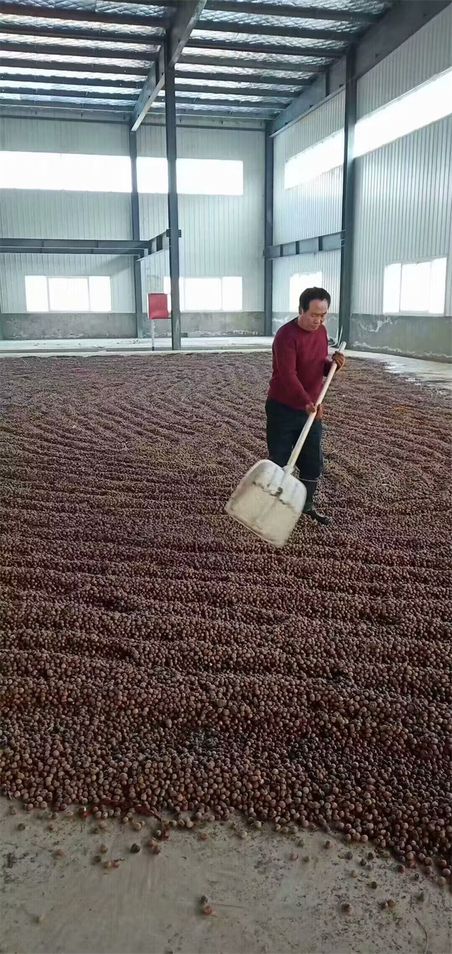 蒙古櫟種子苗木