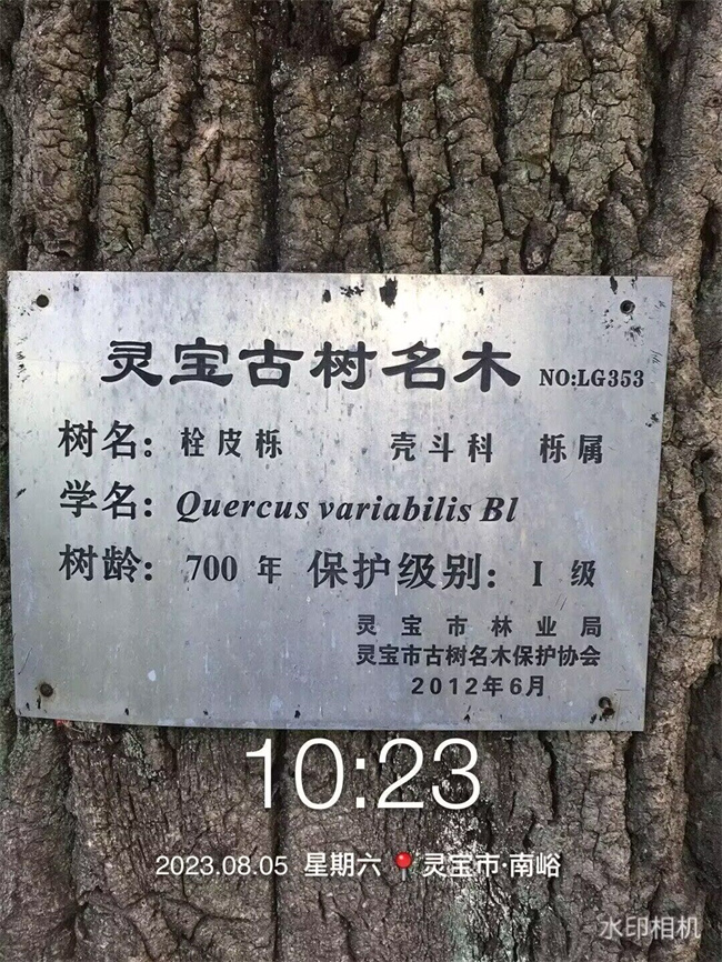 栓皮櫟樹