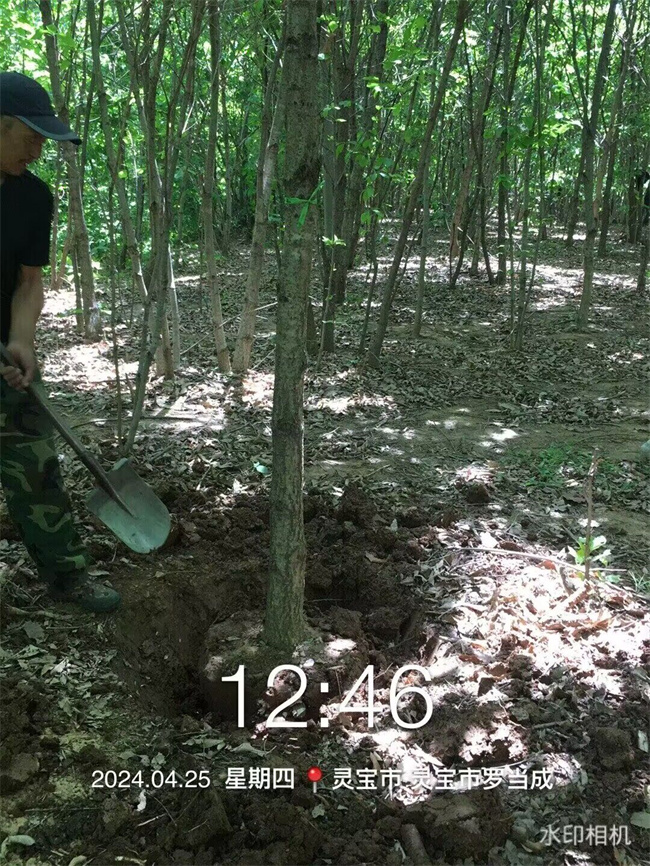 蒙古櫟種子苗木