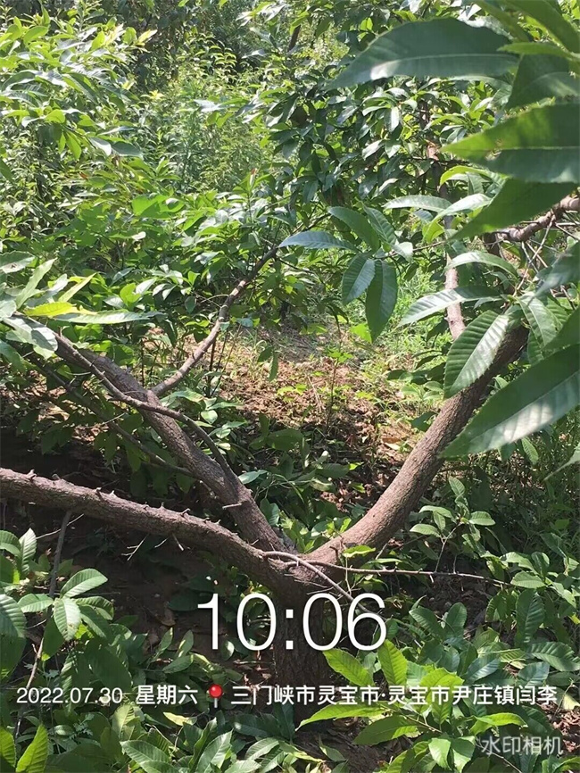栓皮櫟樹